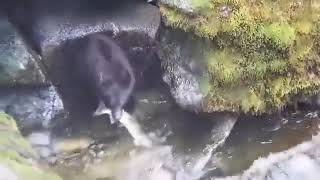 भालू ने पकड़ी मछली !! 🐻 🐟 🐻 