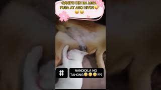 GANITO BA TALAGA ANG PUSA AT ASO???😬😬🤭🤭🤭😱😱#short
