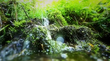 سورة العنكبوت بصوت جميل للشيخ محمد جبريل مع جمال واصوات الطبيعه للراحه النفسيه والاسترخاء