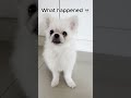 He was a seal…now idk☠️ #funny #cute #pets #dog #puppy