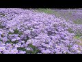 友禅菊