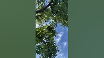 Trees swaying in the wind and the beautiful sky