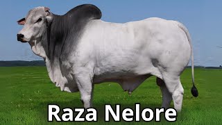 Nelore Cattle Breed: A Beef Breed That’s a Champion of Hardiness