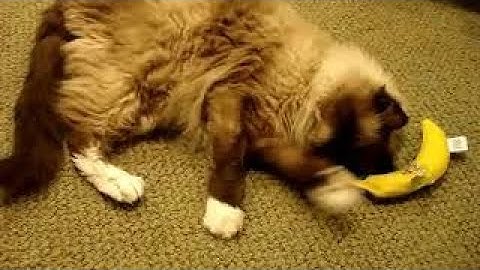 18-Year Old Ragdoll Playing with a Yeowww! Catnip Banana