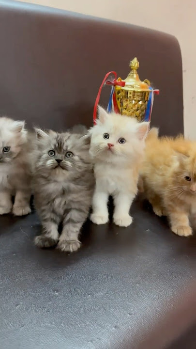 7364060052 Persian kittens available 🐾 interested  #catlovers #catshorts #pets #viralvideo #trend