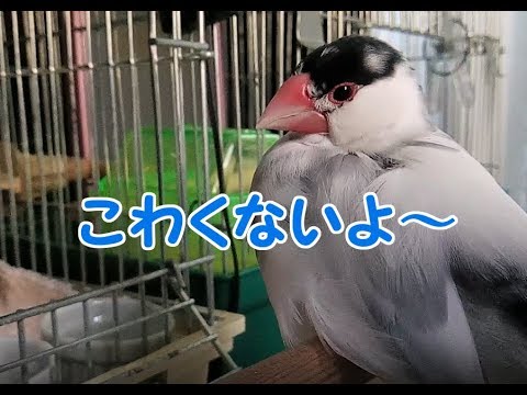 文鳥の介護#93　こわくないよ　I’m not afraid. 8year old java sparrow.