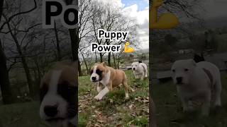 Hercules & Frank The Ultimate Staffy Puppy Pocket Rockets