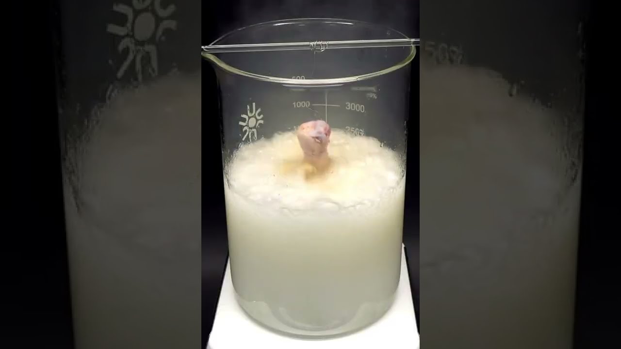 Dissolving A Piece Of Chicken Meat In Piranha Solution Nilered