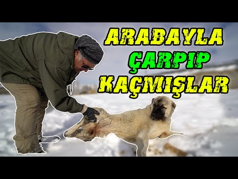 KÖPEĞE ARABA ÇARPMIŞ, KÖPEĞİN BELİ KIRILMIŞ :( #shorts #HayvanaŞiddet #SokakKöpekleri
