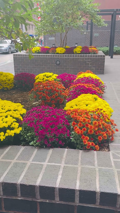 Beautiful MUM Falls 🍁🍁🍁 #MumFlowers #FallMum