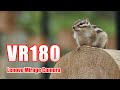 [VR180] リスの森飛騨山野草自然庭園 VR [Mirage Solo Camera]