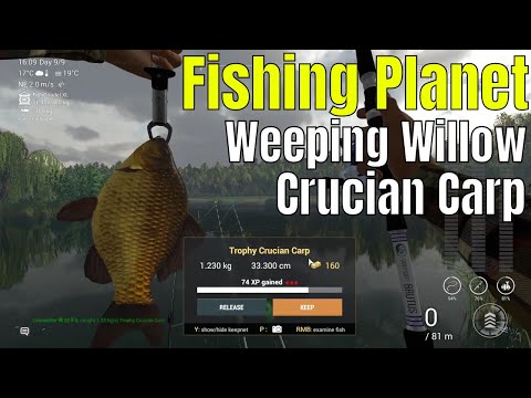 Видео: Crucian Carp, Carp загасны түрсээс амттай, энгийн бин