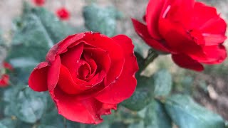 Beautiful flower backgrounds #rose #nature 