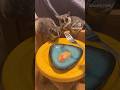 How about peach?😆🍑🐒🐒💕 #adorable #bushbaby #galago #galago_plum #プラムの成長日記 #ぱんじろう #monkey