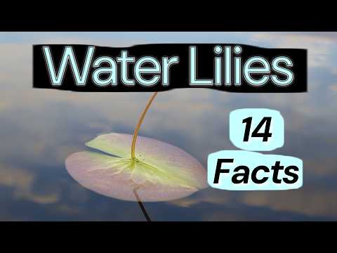 Exploring the World of Water Lilies: 14 Facts