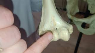 Anatomie Descriptive De Lhumérus