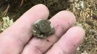 560  parsonsfield maine  Metal Detecting s11e5 ♠ another Olde Homestead  not much treasure