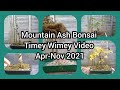 Mountain Ash Bonsai Timey Wimey Video Apr   Nov 2021