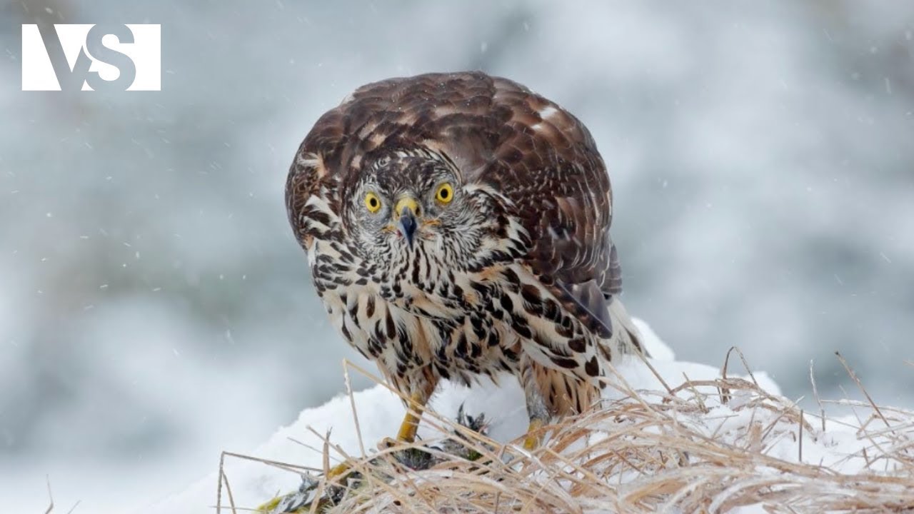WILD WALES | A túlélésért folytatott harc az Egyesült Királyság legnagyobb kihívást jelentő erdeiben