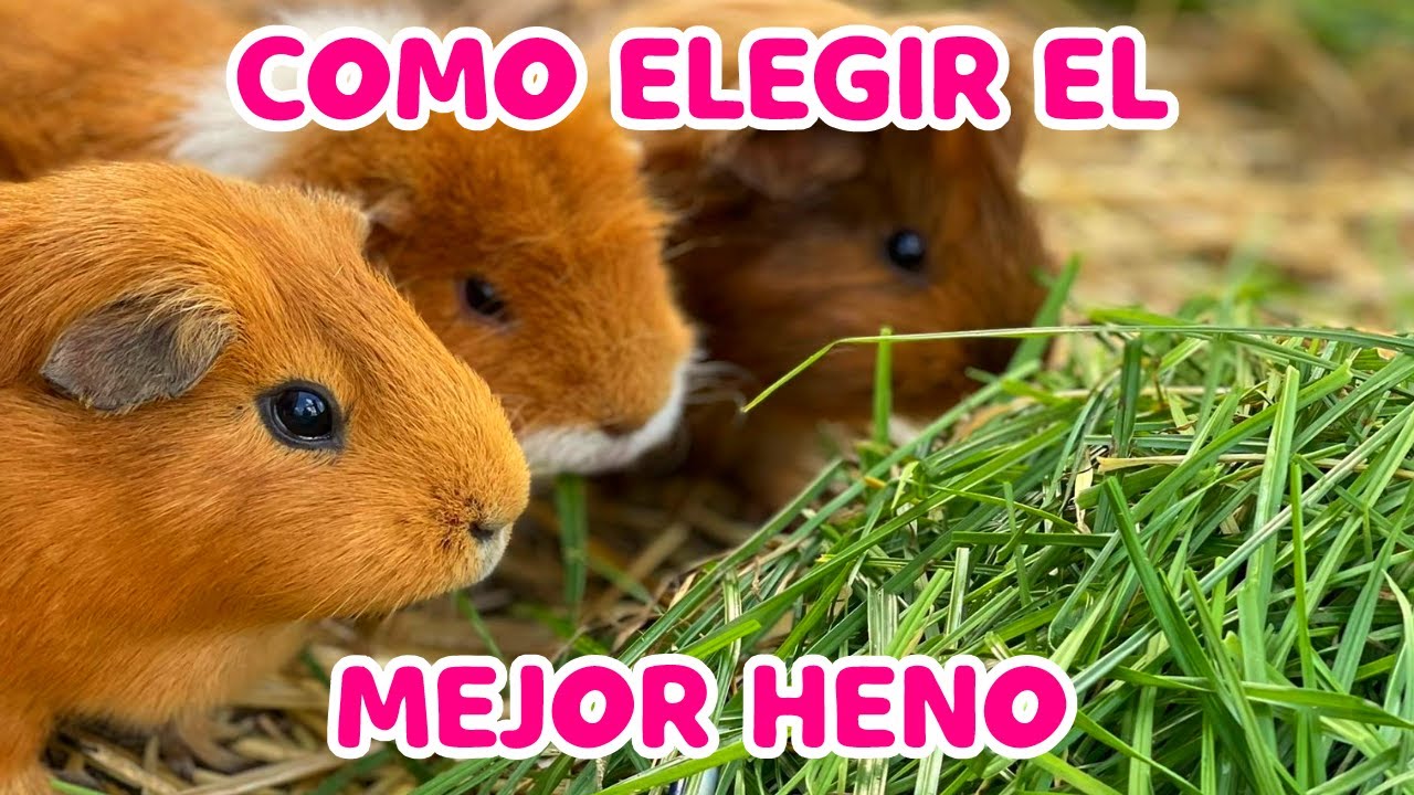 ¿Cómo debo ELEGIR el MEJOR HENO para mi CUYO o CONEJO? ✔️😎 REVISA ESTO!