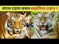 Siberian tiger vs royal Bengal tiger ll साइबेरियन टाइगर और बंगाल टाइगर में से कौन है बेहतर ?