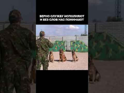 Дрессировка собак в 3D :) Команды "Сидеть", "Лежать", "Стоять". Dog training in 3D :) Obedience.