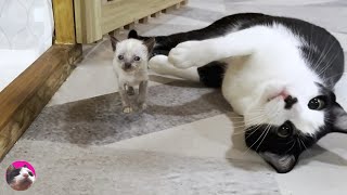 Mu, a former stray cat, conveys the chain of love from the older cat to a rescued kitten