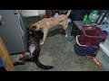 Belgian Molinois 7 months old and the Dutch Shepherd Dog