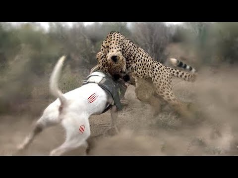 Dogo Argentino Vs Leopard Video - Leopard vs Dogo Argentino In a Real Fight - PITDOG