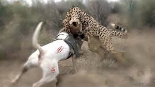 Dogo Argentino Vs Leopard Video  Leopard vs Dogo Argentino In a Real Fight  PITDOG