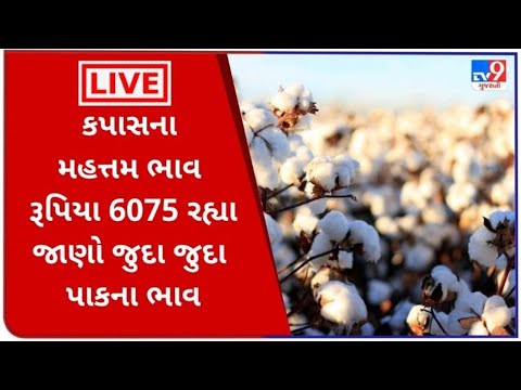 બોટાદ APMCમાં કપાસના મહત્તમ ભાવ રૂપિયા. 6075 રહ્યા, જાણો જુદા જુદા પાકના ભાવ |Tv9news