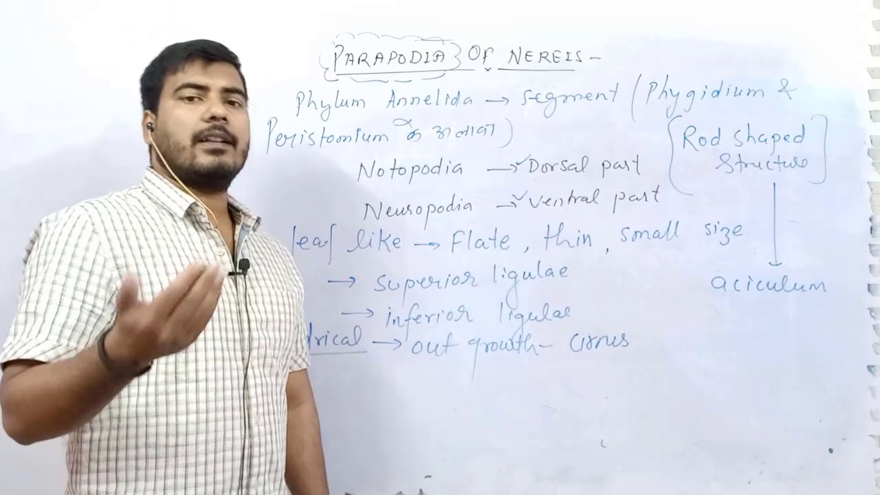 Nereis Part - 2 (Parapodia) Unit - 1 || Zoology 2nd Paper || B.Sc. 1st Year