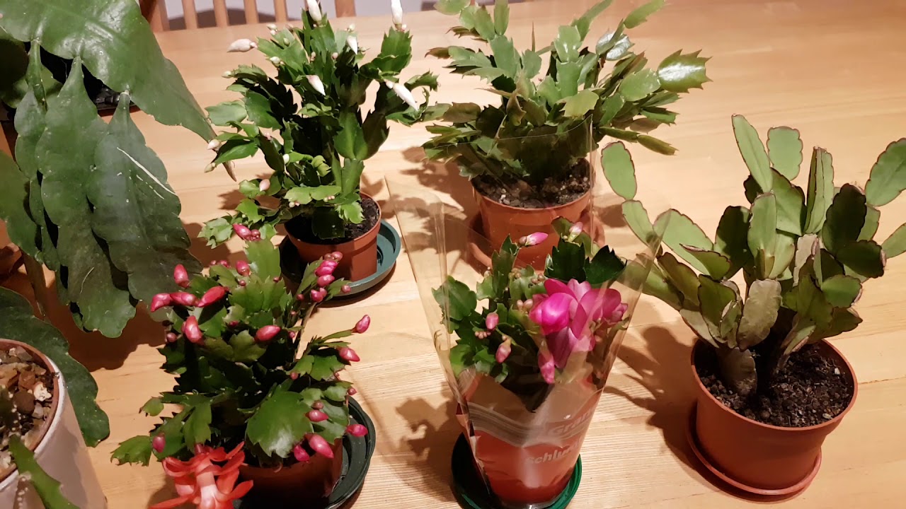 Epiphytic cacti care and cultivation. 