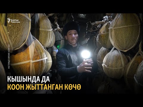 Video: Kiwano же мүйүздүү коон