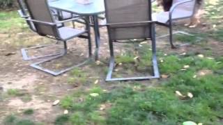 Video of adoptable pet named Evie Video of adoptable pet named Evie