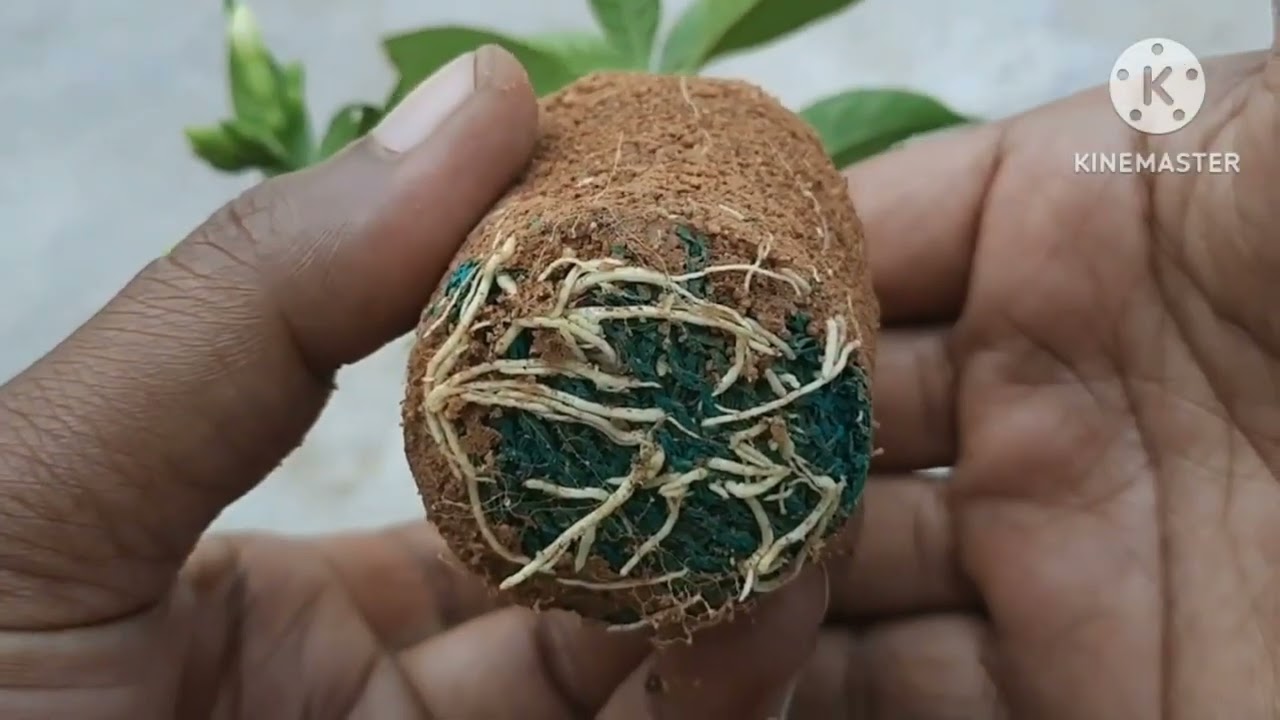 Как вырастить жасмин из черенка стебля