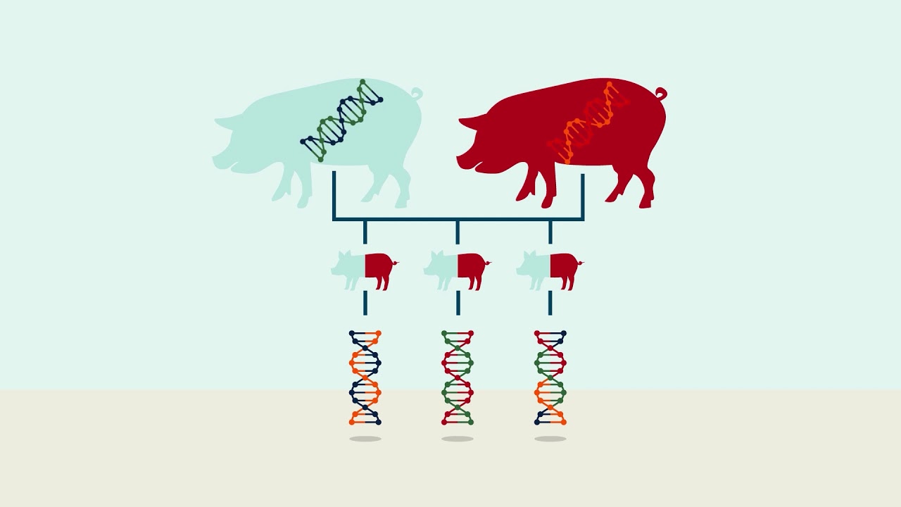DanBred Explainer What is genomic selection? YouTube