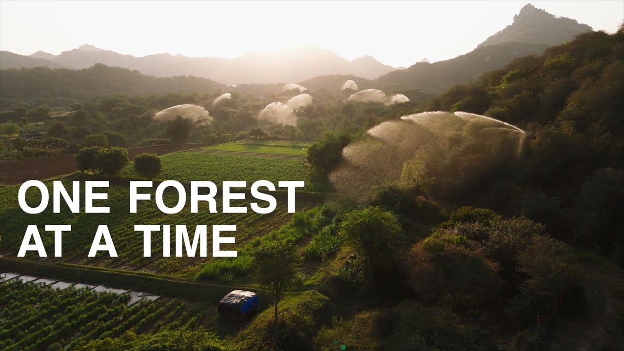 One Forest at a Time — video thumbnail