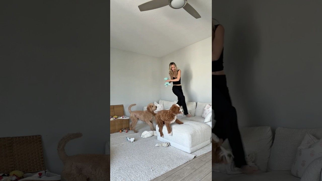 Who doesn’t love starting the day with a little chaos #dogs #dogcomedy #dayinthelife