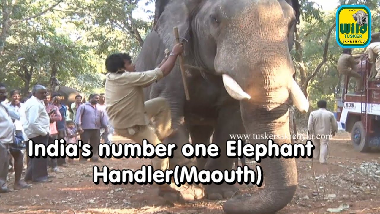 India's number one El;lephant Handler(Maouth)-Vasanth