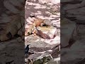 Huge male green iguana steals javalina peccary food Playa del Carmen Mexico tropical Caribbean park