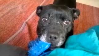 Bdr Video Update On Roxy