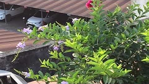 Cây hoa chuỗi ngọc