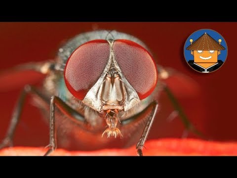 Video: ¿Picarán las moscas domésticas?