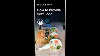 How to Provide Soft Food for Pet Birds Best Safe & Nutritious Options and Easily Available! screenshot 1