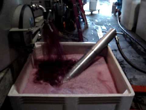 Wine Pressing in Napa Valley, Farella Vineyard