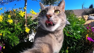 Cat Cam Watch Your Cats Adventures On A Gopro Camera