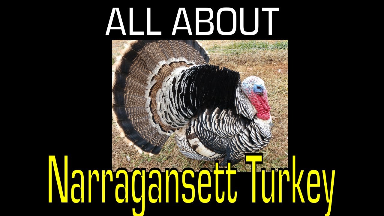 Narragansett Turkey Breed Information YouTube