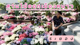 สวนดอกไม้เมืองหนาวระยองEp.7 #อาคารนิทรรศน์พรรณพฤกษาปตท #ไม้ดอกเมืองหนาว #สวนดอกไม้ระยอง #เที่ยวระยอง