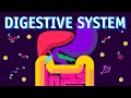 How our digestive system works